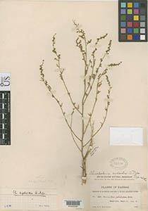 Herbarium sheet of US 353166